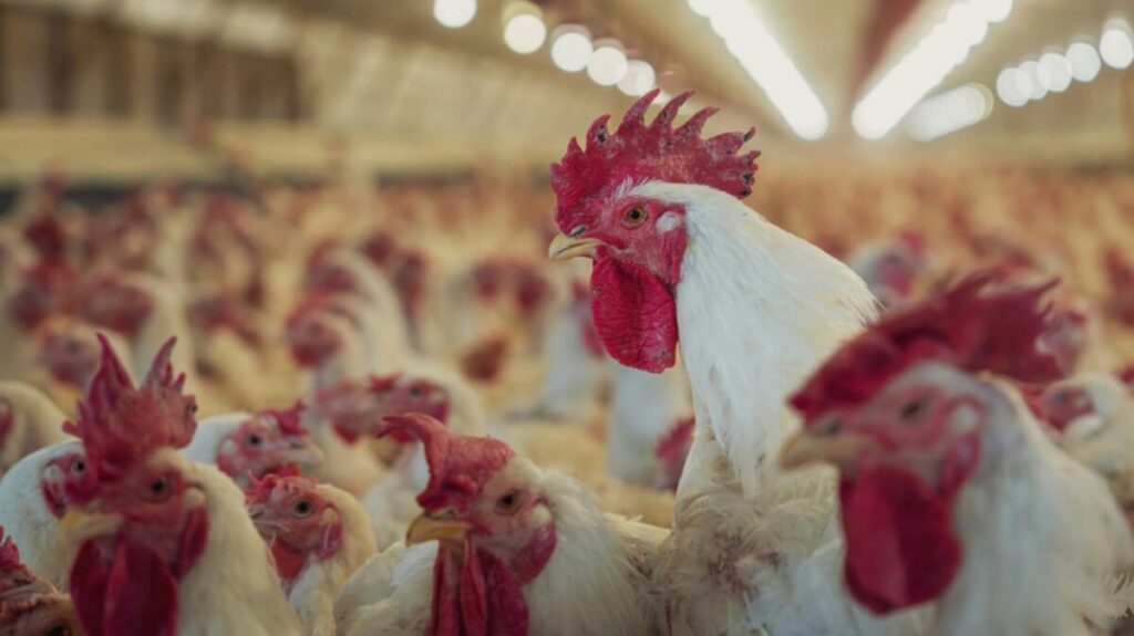 Gripe aviar: la Argentina se encamina a recuperar la condición de libre de la enfermedad imagen-103