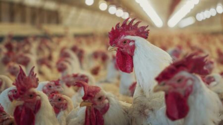 Gripe aviar: la Argentina se encamina a recuperar la condición de libre de la enfermedad imagen-11