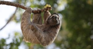 Escándalo por la muerte de 31 perezosos en un zoológico temático antes de su inauguración imagen-4