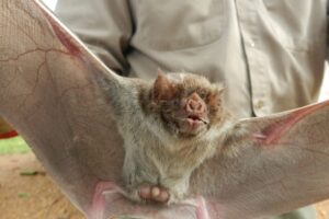 Vampiros: confirmaron dos casos de rabia paresiante en bovinos y el Senasa recomendó qué hacer Vampiros: confirmaron dos casos de rabia paresiante en bovinos y el Senasa recomendó qué hacer imagen-2