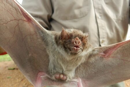 Vampiros: confirmaron dos casos de rabia paresiante en bovinos y el Senasa recomendó qué hacer imagen-9