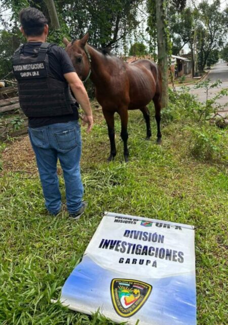 Robó un caballo y lo quería rematar por Marketplace: la Policía lo recuperó tras un rastreo digital imagen-12