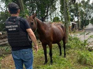 Publicó un caballo robado en Marketplace y lo recuperaron tras meses de búsqueda en Garupá imagen-14