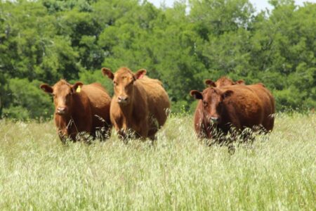Según una experta: cómo perciben las vacas su entorno y qué pasa con sus sentidos Según una experta: cómo perciben las vacas su entorno y qué pasa con sus sentidos imagen-9