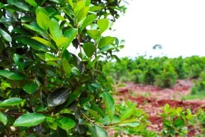 Ministro del Agro de Misiones afirmó que la política del Gobierno nacional para el sector yerbatero: “Es que desaparezcan los pequeños productores” imagen-8