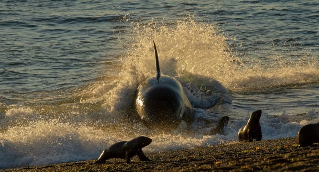 Orcas en Península Valdés: los impactantes ataques a lobos marinos únicos en el mundo imagen-5