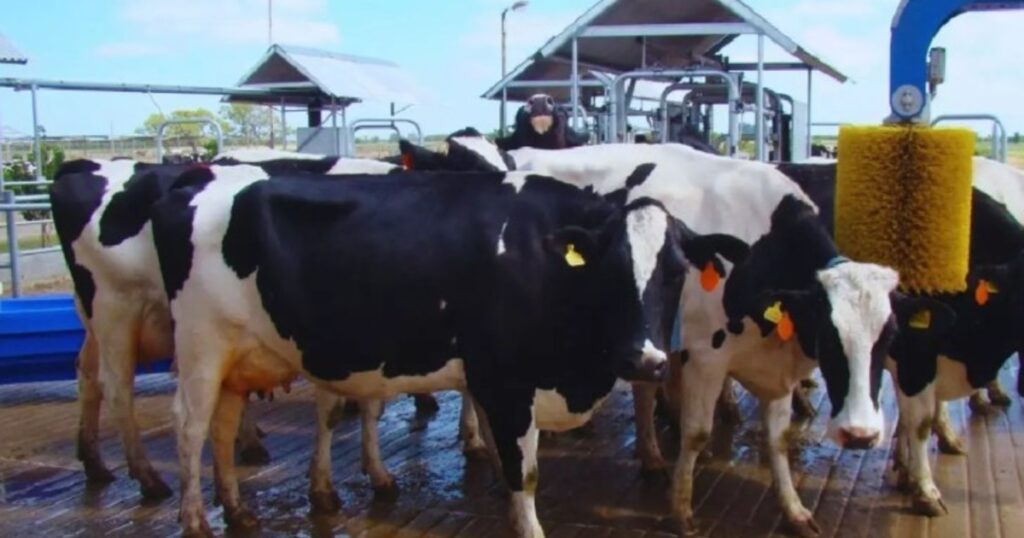 Con la robótica, los tambos pueden triplicar la productividad imagen-96