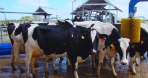 Con la robótica, los tambos pueden triplicar la productividad imagen-3