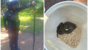 Encontraron una boa curiyú en la Chacra 156 imagen-2