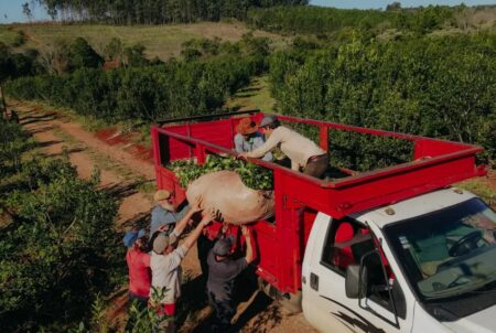 Productores y cooperativas de Misiones piden declarar inconstitucional la desregulación del Inym: “Hay un derecho vulnerado” imagen-11