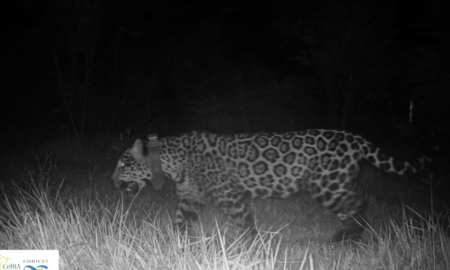 Murió Elecha, una histórica yaraguareté de la selva misionera imagen-8