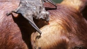 Alerta por rabia paresiante en Misiones: detectan casos, advierten sobre el impacto en la producción y la importancia de la vacunación imagen-12