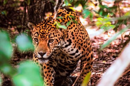 Misiones implementará el Plan de Suplementación Poblacional del Yaguareté en la Reserva Yabotí imagen-19