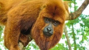 Misiones impulsa la reintroducción del mono carayá rojo con un plan científico de conservación imagen-7