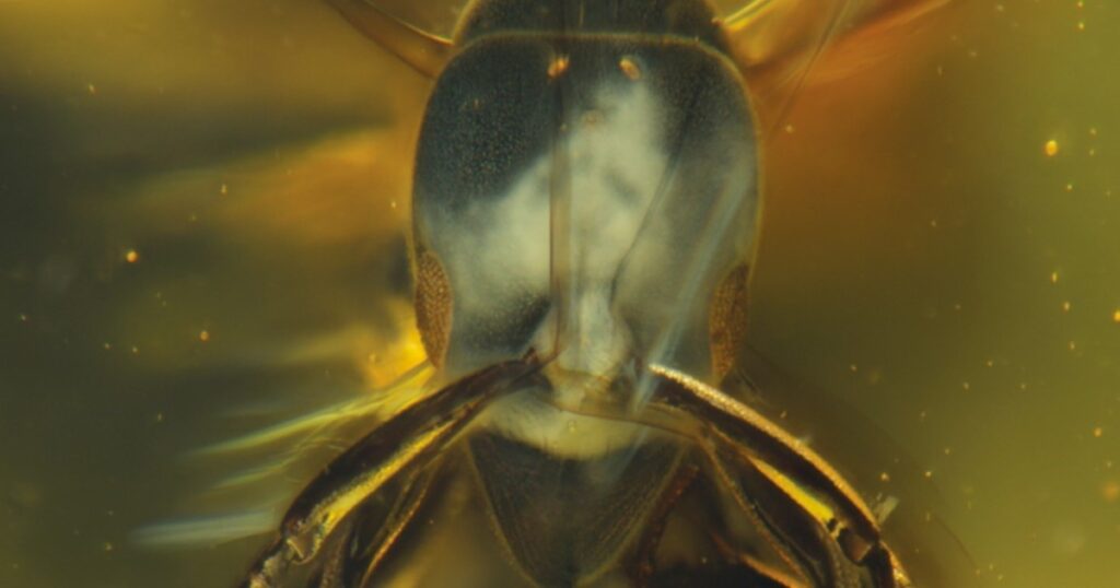 Descubren una especie de hormiga hallada en ámbar que tiene 16 millones de años imagen-4