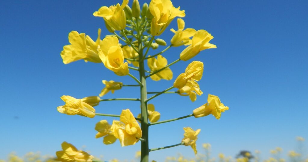 Carinata, camelina y colza: tres cultivos que ganan cada vez más lugar y con alto potencial de crecimiento imagen-100