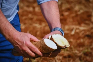 La mandioca ingresó a la lista de productos que se encuentran en rojo imagen-3