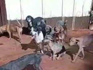 Desaparición de perros en Guaraní: cuestionan el método de búsqueda en las chacras trabajadas imagen-2