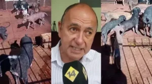 Elevaron a $600 mil la recompensa por datos de los perros desaparecidos en Guaraní imagen-2