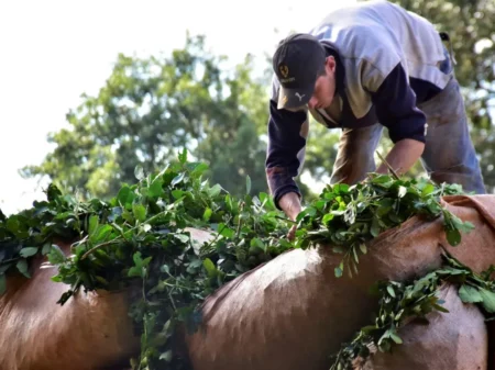 Yerba Mate: realizaron una nueva presentación judicial para restaurar facultades al INYM imagen-4