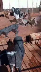 La justicia investiga el accionar del intendente de Guaraní por la desaparición de una veintena de perros imagen-1