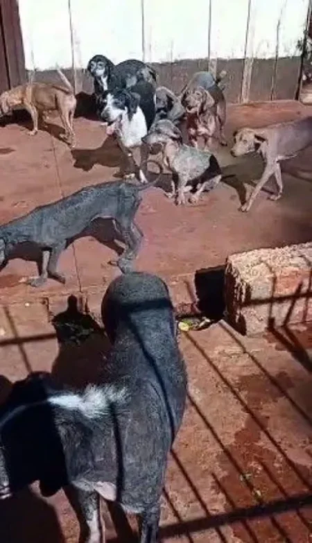 La justicia investiga el accionar del intendente de Guaraní por la desaparición de una veintena de perros La justicia investiga el accionar del intendente de Guaraní por la desaparición de una veintena de perros imagen-4