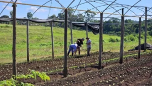 Lanzan "Ahora chacra" para aliviar costos de la producción primaria en Misiones imagen-2