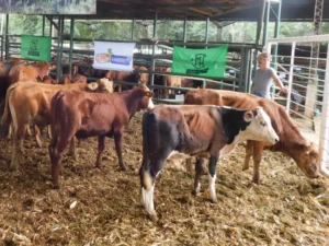 Feria y remate ganadero de invernada en la sede de la Asociación Ganadera Andresito Feria y remate ganadero de invernada en la sede de la Asociación Ganadera Andresito imagen-1