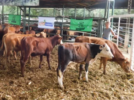 Feria y remate ganadero de invernada en la sede de la Asociación Ganadera Andresito Feria y remate ganadero de invernada en la sede de la Asociación Ganadera Andresito imagen-4