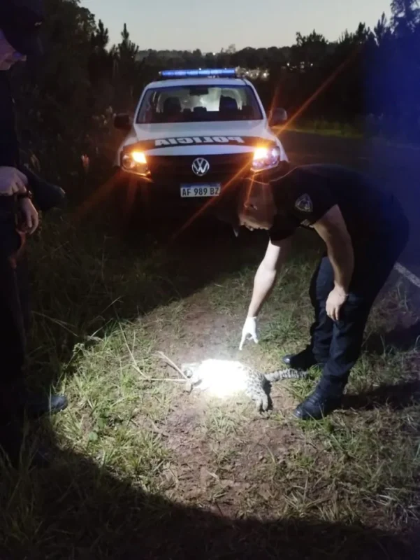 Hallaron un gato tirica muerto a la vera de la ruta 5 en Oberá Hallaron un gato tirica muerto a la vera de la ruta 5 en Oberá imagen-4