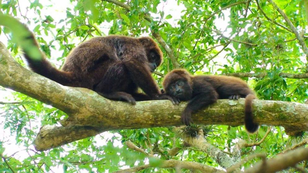 Reintroducirán monos carayá rojo de Brasil en Misiones Reintroducirán monos carayá rojo de Brasil en Misiones imagen-5