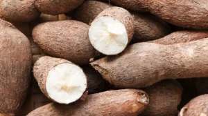 Cooperativas e Inta buscan mejorar los cultivares de mandioca en Misiones imagen-2