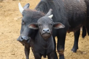 Búfalos, granja y experiencias rurales: así será la Expo Agroindustrial Oberá Búfalos, granja y experiencias rurales: así será la Expo Agroindustrial Oberá imagen-1
