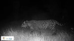 Puerto Esperanza: murió "Elecha", la icónica yaguareté de 16 años imagen-3