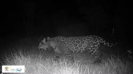 Puerto Esperanza: murió "Elecha", la icónica yaguareté de 16 años imagen-7