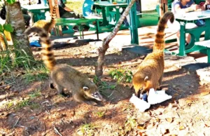Día del Animal, alertan sobre riesgos a la fauna de Iguazú imagen-2