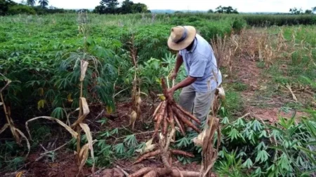 Mandioca con menos IVA: bajo impacto fiscal y ayuda a productores y celíacos imagen-16