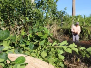 Entre la presión en rutas y la cosecha limitada, productores profundizan el reclamo por un precio justo imagen-1