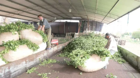 Récord de exportaciones en yerba, pero poca rentabilidad imagen-10