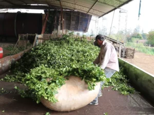 Agro convoca a una mesa de trabajo yerbatera con industrias, cooperativas, productores y secaderos imagen-1