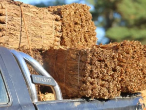 Más de 2.100 productores cobrarán el primer tramo del pago tabacalero en Misiones imagen-1