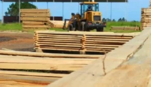 Una de las peores crisis, dicen atravesar en el sector forestal imagen-2