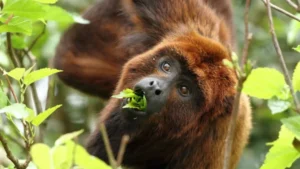 Reintroducirán monos carayá rojo de Brasil en la selva misionera para evitar su extinción en Argentina Reintroducirán monos carayá rojo de Brasil en la selva misionera para evitar su extinción en Argentina imagen-3