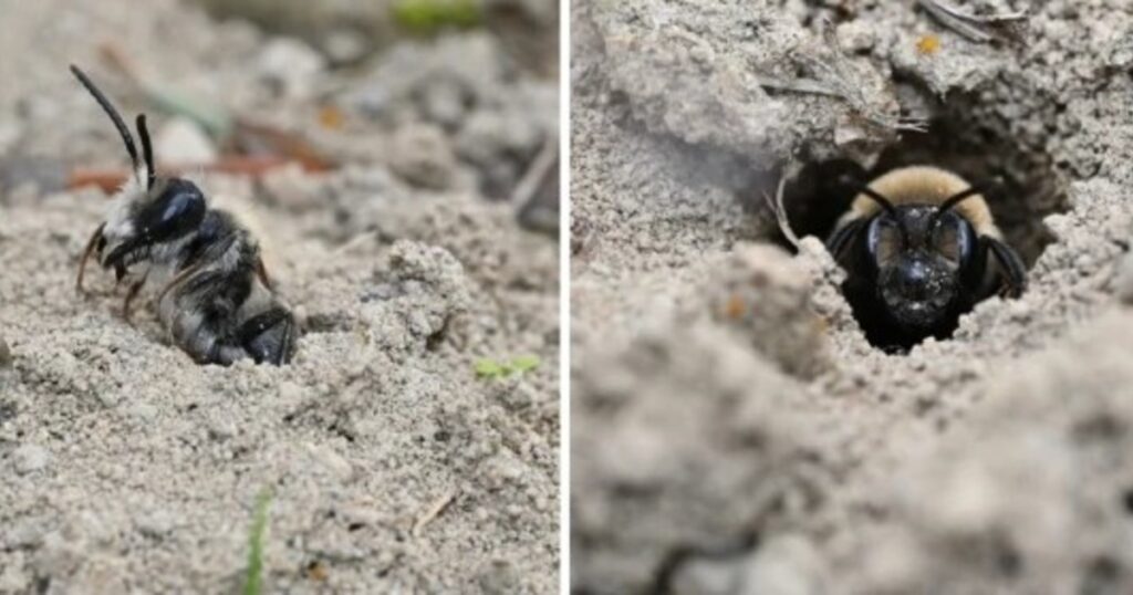 Científicos descubrieron 5,5 millones de abejas viviendo bajo un cementerio imagen-98