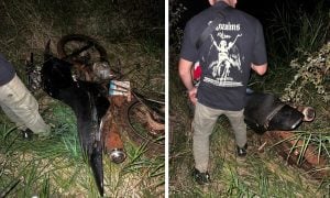 Tras una persecución en un monte, recuperaron una moto robada tras la fuga del sospechoso en Pozo Azul imagen-9