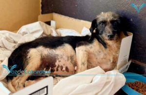 Rescataron a una perra herida y buscan a quien quiera adoptarla imagen-73