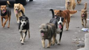 Investigan al intendente de Guaraní por la desaparición de 23 perros y crece la polémica imagen-1