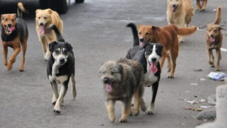 Investigan al intendente de Guaraní por la desaparición de 23 perros y crece la polémica imagen-8