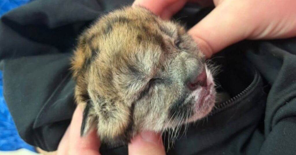 Atropellaron y mataron a una puma embarazada en Neuquén: sobrevivió un cachorro imagen-99