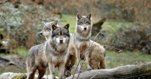 Investigan la muerte de cinco lobos en Italia: hallaron indicios de envenenamiento imagen-3